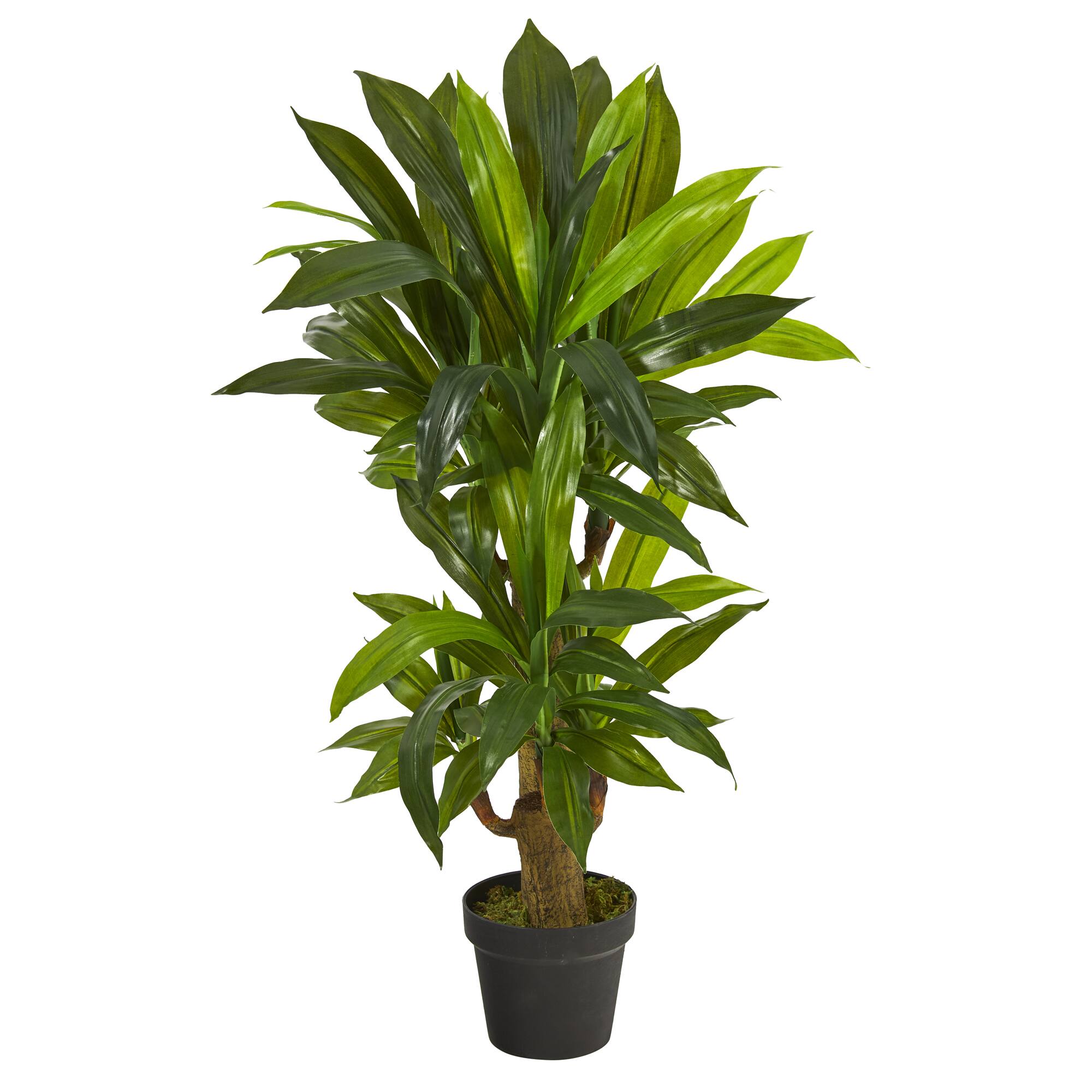 3ft. Potted Corn Stalk Plant